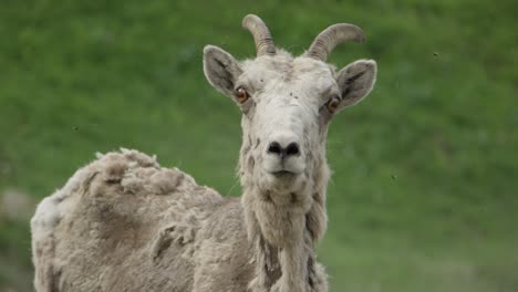 A-slow-motion-close-up-of-a-Mountain-Sheep