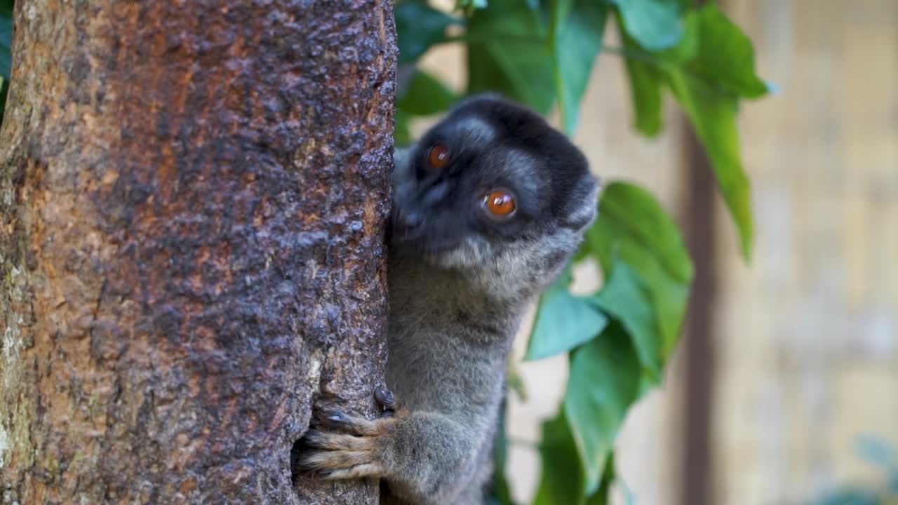 lémur marrón lamiendo la corteza de un árbol