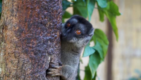 brown lemur licking the bark of a tree