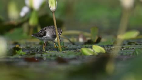 Wood-sandpiper-feeding-on-Floating-leaf