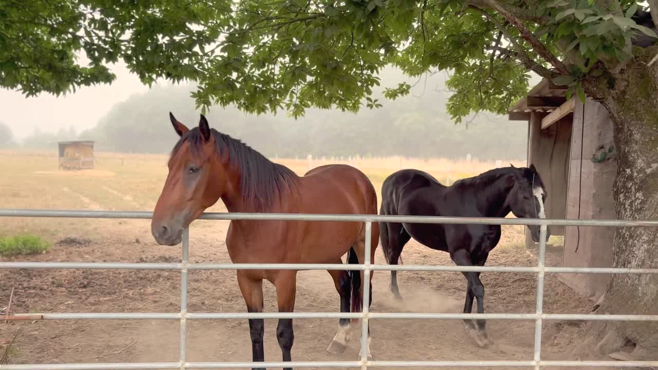 厩舎で2頭の馬をなでたり、餌をあげたりしている様子。スペインの田舎を巡る巡礼の旅で、サンティアゴ巡礼路の巡礼者たちが動物と触れ合っています。