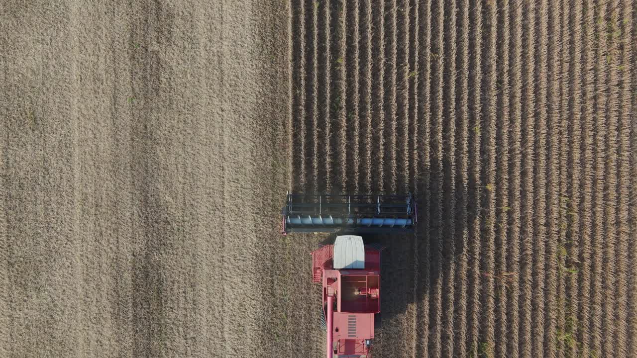 Soybean Harvest. Soybean is a species of legume. Soy is a staple crop, the world's most grown legume, and an important animal feed. Soy is a key source of food for its protein and oil content
