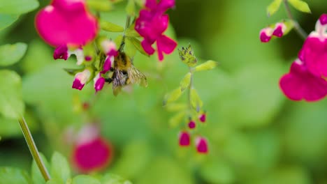 bumblebee pollinating flowers close up