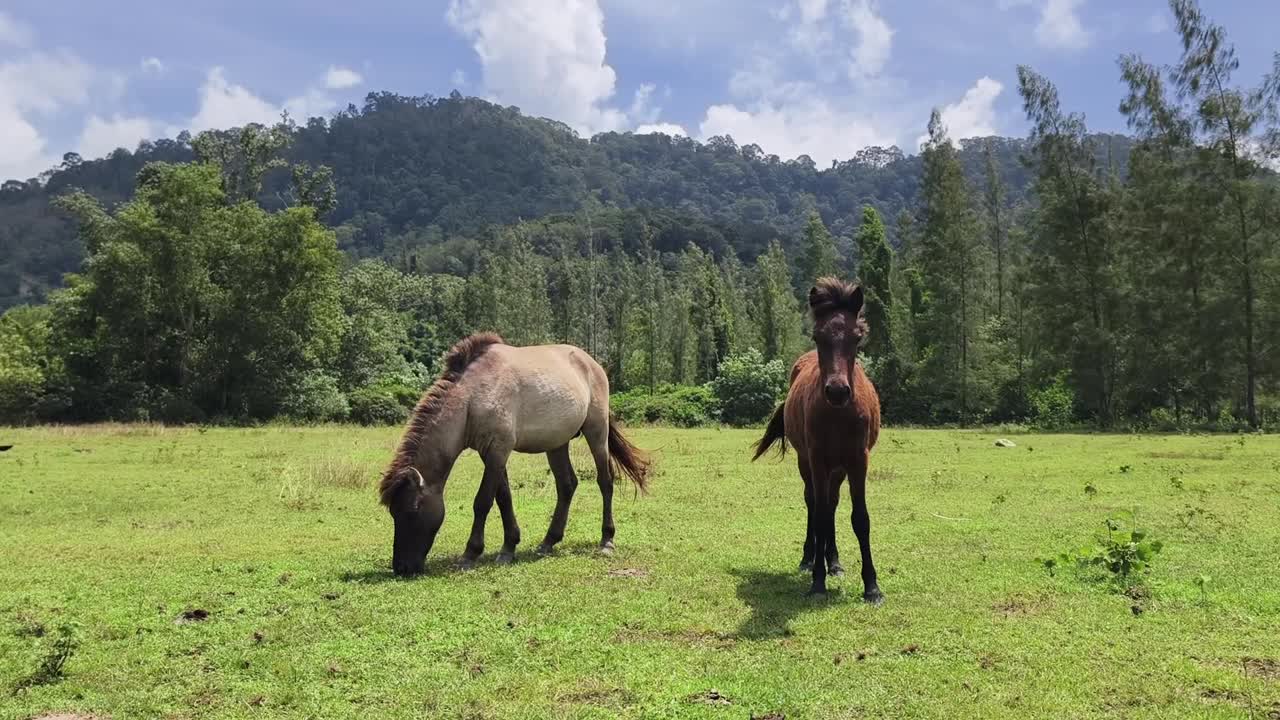 dos caballos pastando en un prado