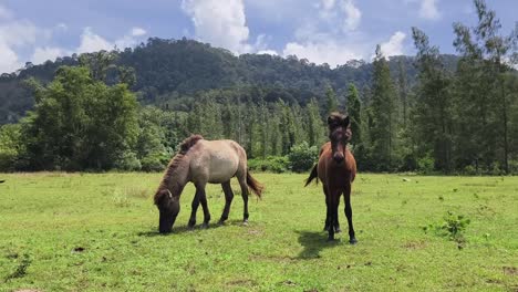 two horses grazing in a meadow