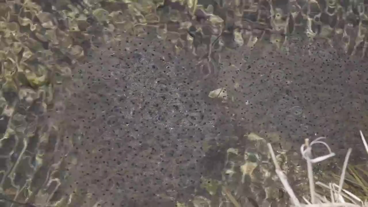 Close up shot of a large mass of frog eggs floating in a shallow mountain pond, showing black embryos inside clear protective gelatinous bubbles under ripples.