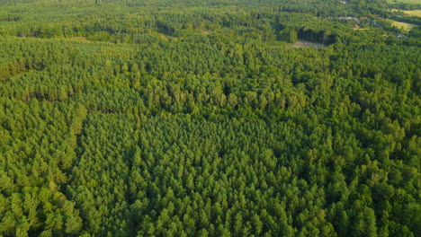 Top-View-Texture-Of-Shaggy-Green-Lush-Pine-Tree-Forest-Landscape-At-The-Woods-Near-Sasino-Village,-District-Of-Gmina-Choczewo-In-Poland