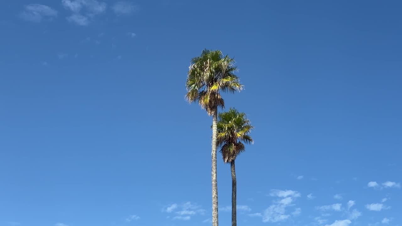 Palme contro un cielo azzurro brillante.