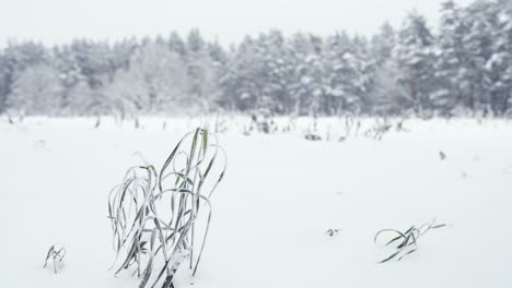 Nahaufnahme-Einer-Gefrorenen-Graspflanze-Inmitten-Eines-Schneebedeckten-Feldes,-Dahinter-Bäume