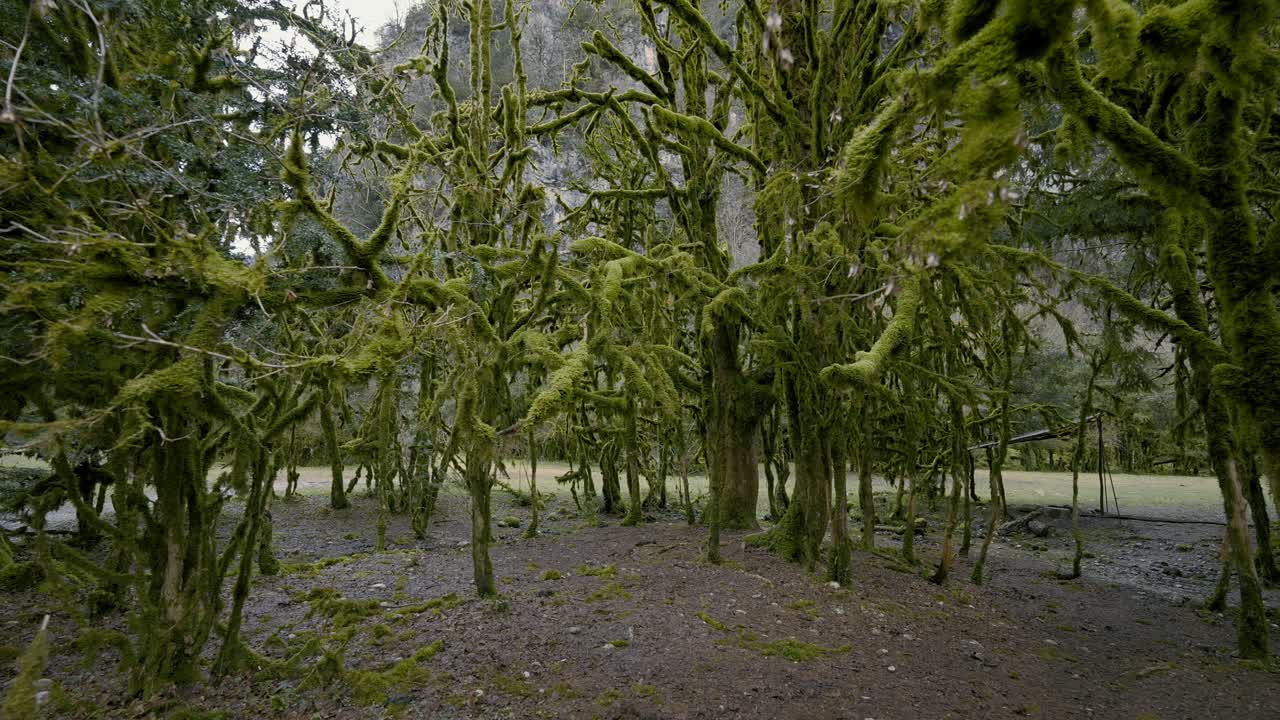 bosque cubierto de musgo