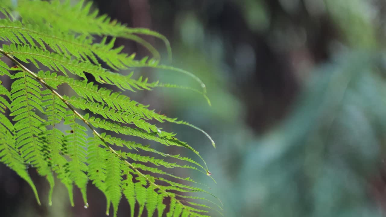 primer plano de hojas de helecho en un bosque tropical