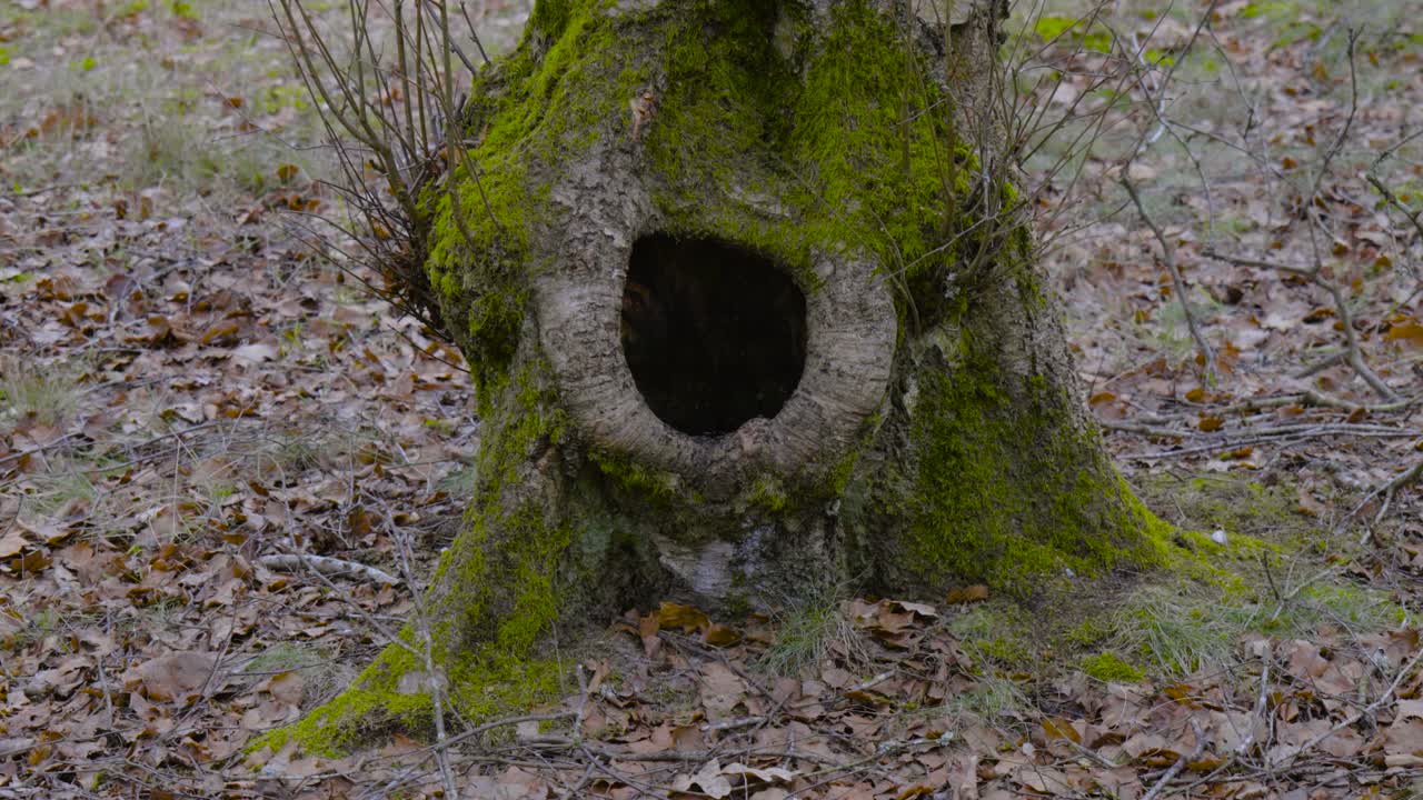Big hole in the tree house of forest animals