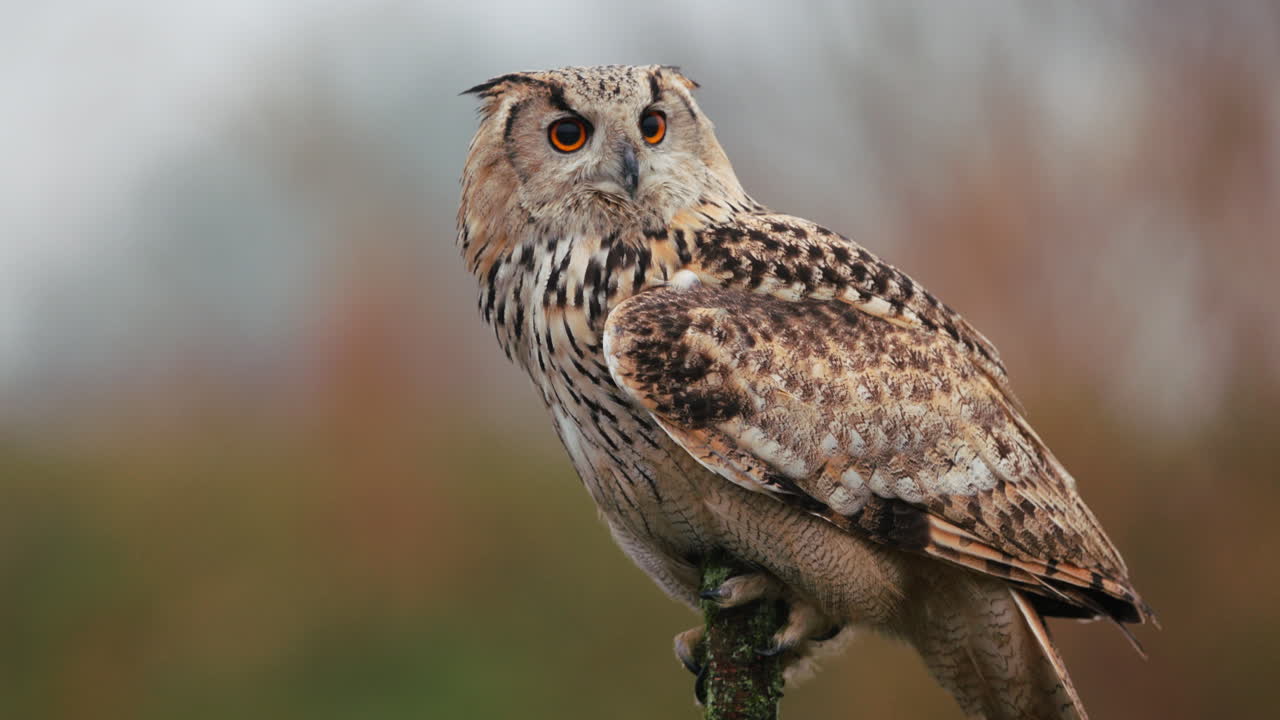 el búho águila de eurasia