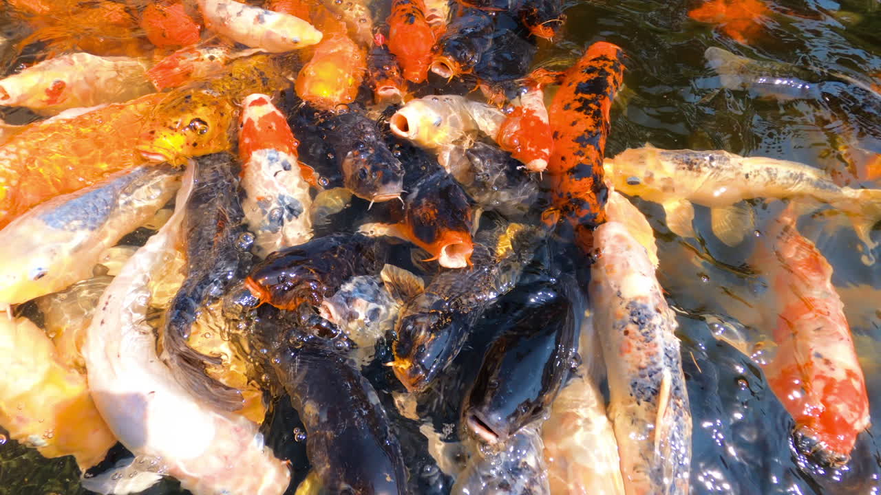 Multiple goldfish swimming on the surface of the sea