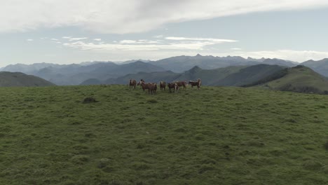 caballos salvajes marrones con melena rubia pastando en los verdes campos de col inharpu con el paisaje montañoso en el fondo, pirineos vascos, francia
