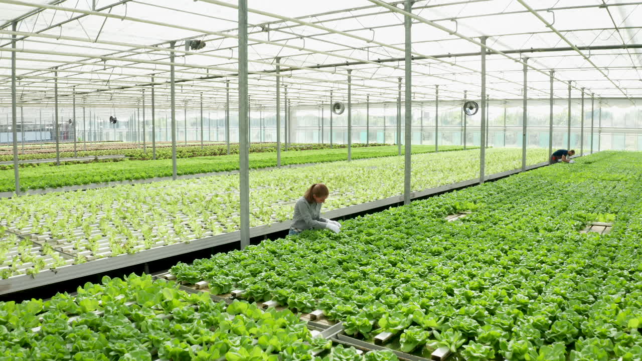 Hydroponic Lettuce Cultivation in a Greenhouse