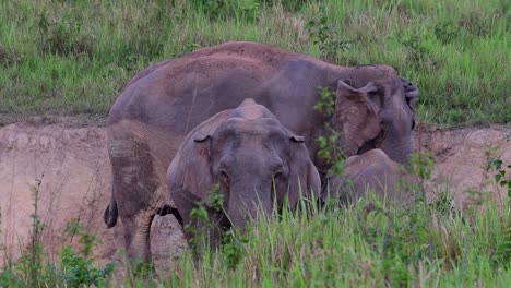 Indian-Elephant,-Elephas-maximus-indicus,-Thailand