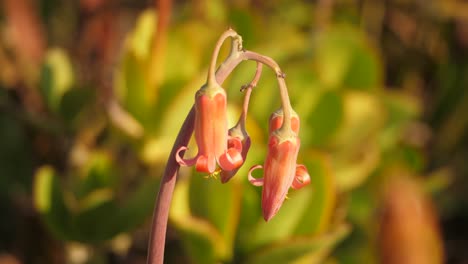 beautiful cotyledon orbiculata flower in the garden