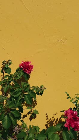 red bougainvillea against a yellow wall