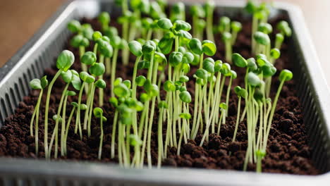 seedlings growing in a tray