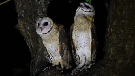 lechuza, tyto alba, tailandia, dos individuos vistos entre las ramas de un árbol enorme, uno mirando a su alrededor, el otro comenzó a acicalarse mientras se preparaban para cazar en la oscuridad de la noche