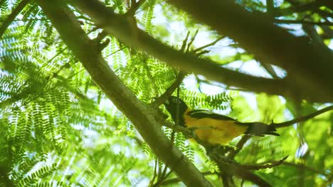 beautiful scenery of a bird on the tree during sunny day - close-up shot