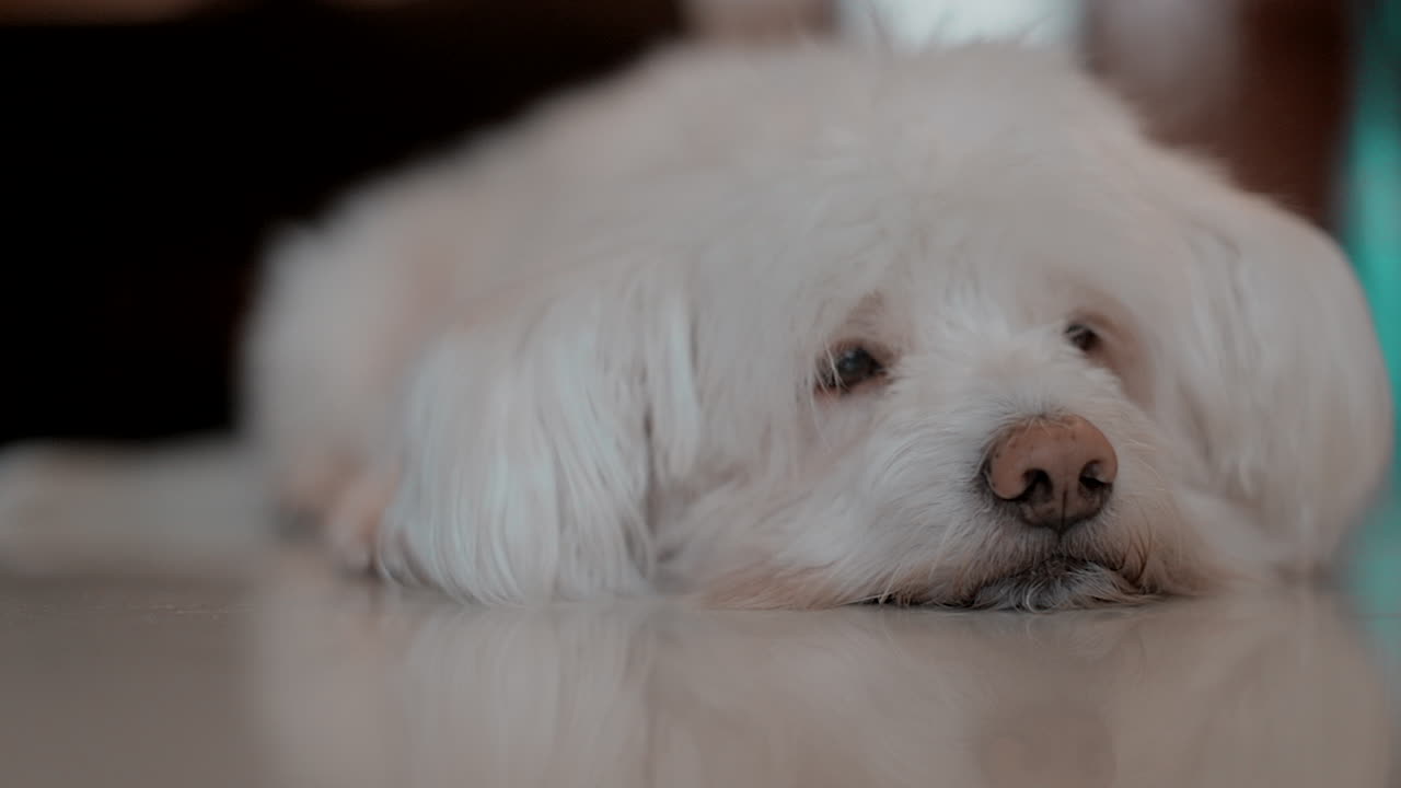 Adorable White Fluffy Dog Lying Down