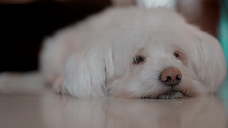 adorable white fluffy dog lying down