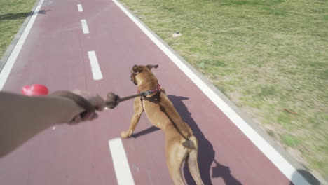 following boxer dog running fast