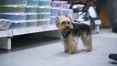 perro caminando en una tienda
