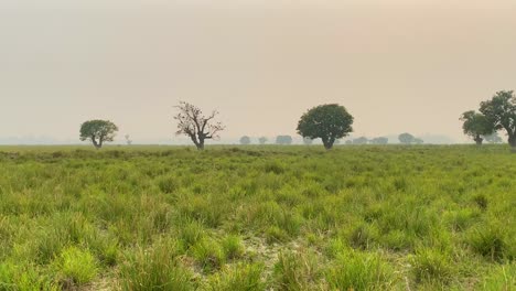 Panning-shot-across-misty-lush-grassy-Indian-marshland-with-trees-along-the-skyline