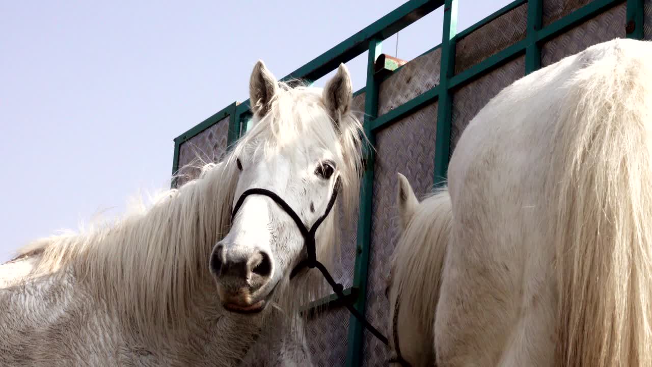 caballos blancos de camargo provenza, francia