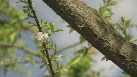 Kleine-Weiße-Blume-In-Einem-Baum