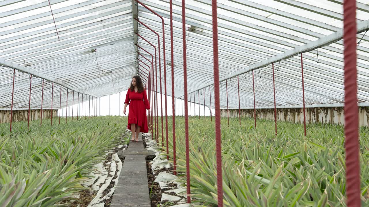 fotografía de una mujer de rojo caminando hacia la cámara mientras mira hacia una plantación de piña, azores