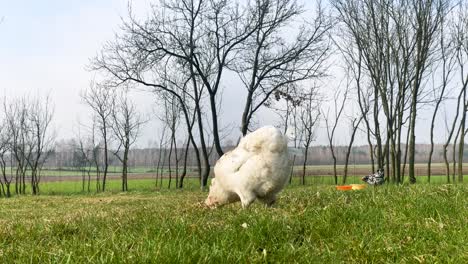 isolated white araucana chicken playing outdoor during a sunny day