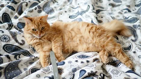 cute ginger cat lying in bed. fluffy pet is licking its paws. little baby brings it a nail file. cozy home background