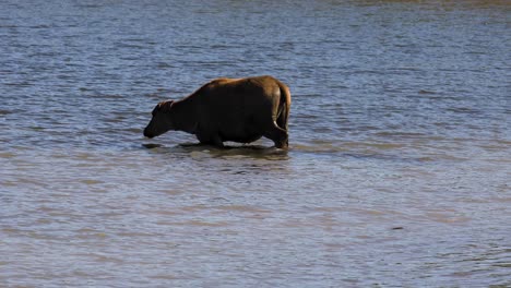 4k footage thai cow entering water to cool down in hot weather, thailand