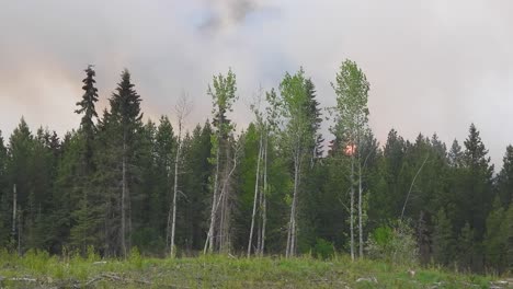 forest fire burning beyond woods