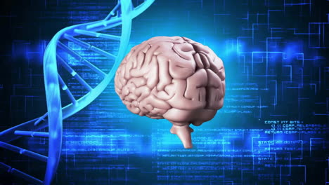 animación de procesamiento de datos digitales, cerebro humano sobre cadena de adn girando
