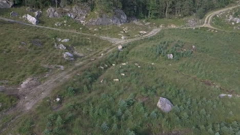 Sobrevuelo-De-Drones-Aéreos-De-Un-Joven-Pino-Silvestre-En-Una-Colina-Rocosa