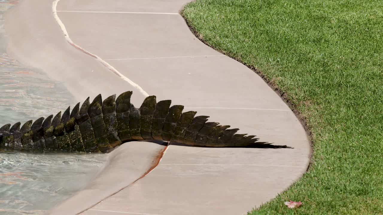 A saltwater crocodile tail slowly slides off a concrete ledge into water during daylight