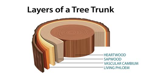 animación educativa que representa las capas del tronco del árbol