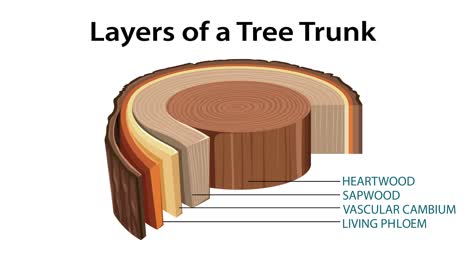 educational animation depicting tree trunk layers