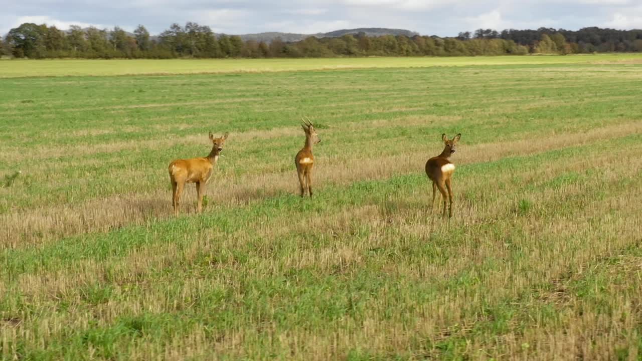tres ciervos parados en el campo de hierba. dando vueltas en el sentido de las agujas del reloj