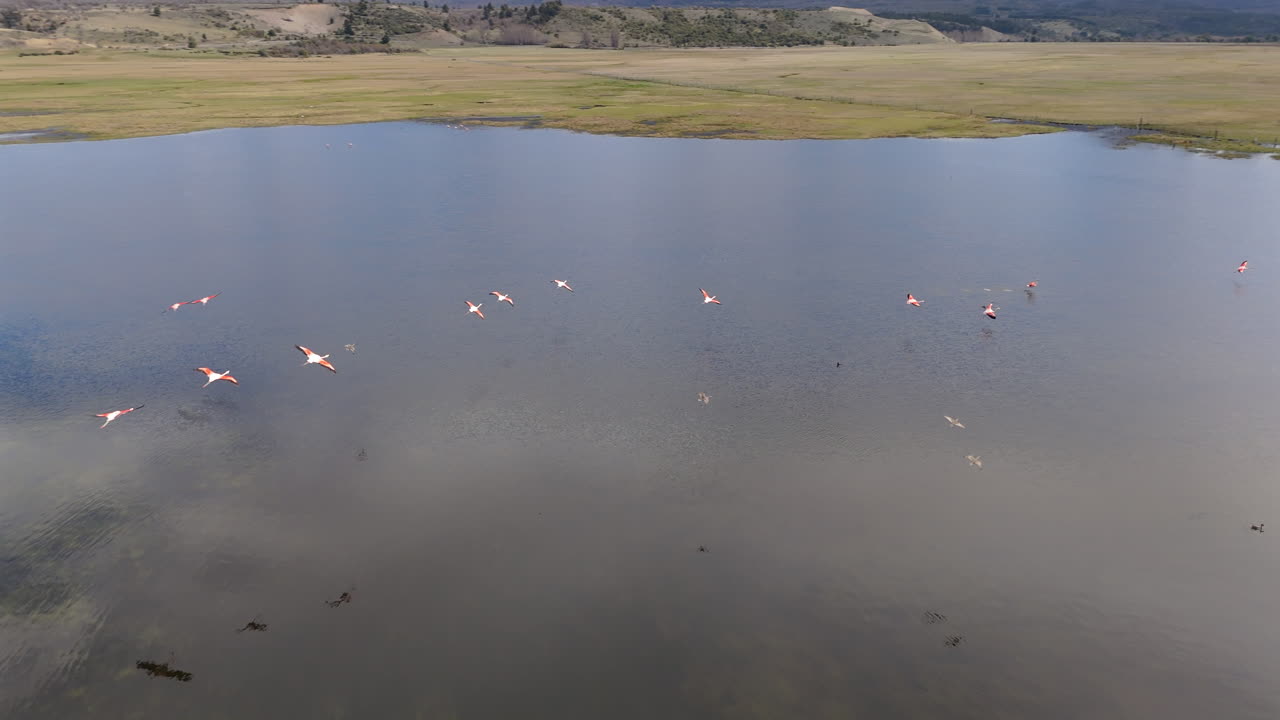vuelo de drones, siguiendo flamencos volando sobre el agua, imágenes de vida silvestre de animales, patagonia, reflejo del agua