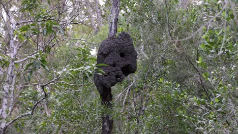 large termite nest hanging from a tree