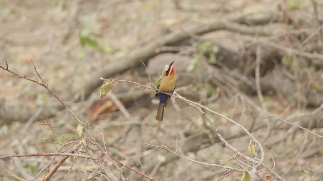 A white-fronted bee-eater (Merops bullockoides) perches on a slender twig, looks around alertly before launching into flight to the right. Slow motion, Kruger National Park, South Africa