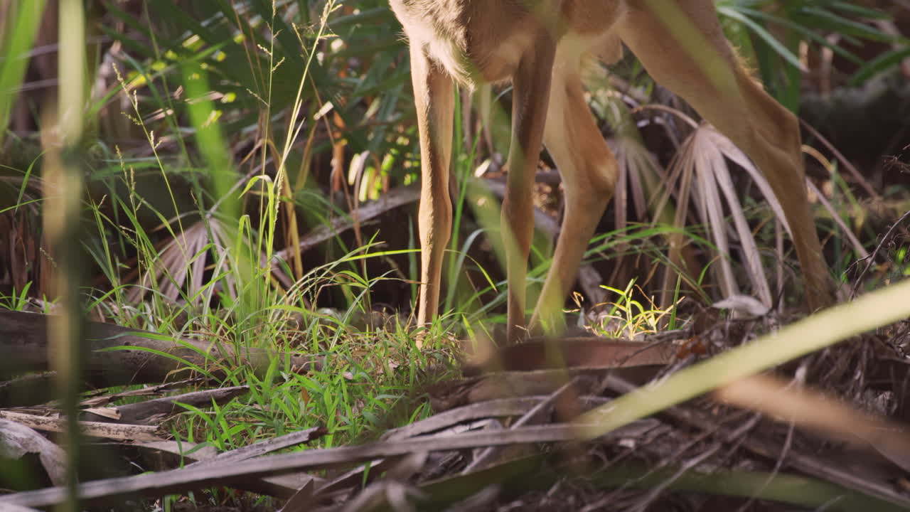 Male Deer grazing in grass and Palm Fronds