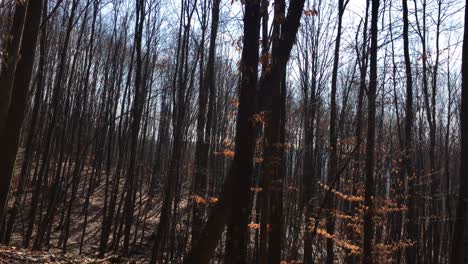 Walking-on-a-forest-road,-early-spring-season