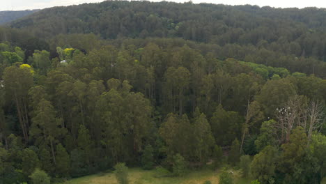 Aerial-perspective-following-cockatoos-above-authentic-natural-Australian-environment